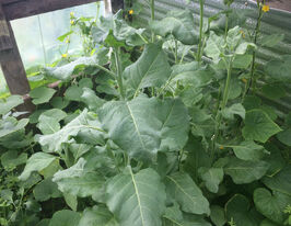 Тютюн Перуанський Мапачокупити