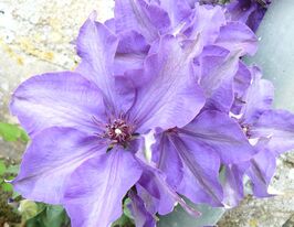 Клематис Элис Фиск (Alice Fisk) купить