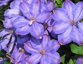 Клематіс Місіс Чолмонделі (Mrs Cholmondeley) в горщикукупити