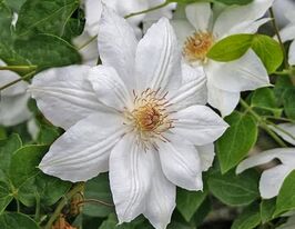 Клематіс Місіс Джордж Джекман (Mrs George Jackman) в горщикукупити