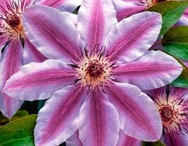 Клематіс Неллі Мозер (Nelly Moser) в горщикукупити