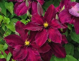 Клематіс Ніобе (Niobe)купити