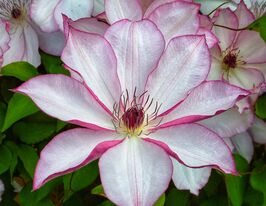 Клематіс Омоширо (Omoshiro)купити