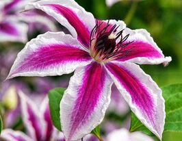 Клематис Памина (Pamina) в горшке купить