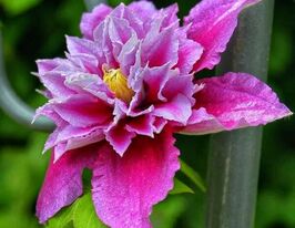 Клематис Пиилу (Piilu) в горшке купить