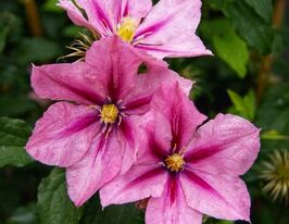 Клематис Розамунда (Rosamunde) купить