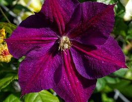 Клематис Стар оф Индия (Star of India) купить