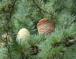 Кедр атласький (Cedrus atlantica)купити