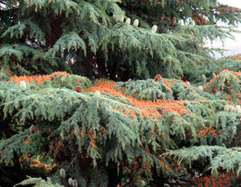 Кедр ліванський (Cedrus libani)купити