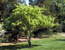 Клен усеченный (Acer truncatum) купить