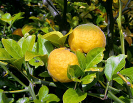 Понцирь трехлистный (Poncirus trifoliata) купить