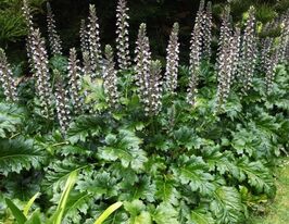 Акант мягкий (Acanthus mollis) рассада купить