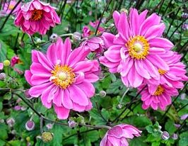 Анемона Серенада (Anemone Serenade) розсадакупити