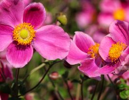 Анемона Спленденс (Anemona Splendens) рассада купить