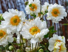 Анемона Велвінд (Anemone Whirlwind) розсадакупити