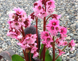 Бадан Драгонфлай Сакура (Bergenia Dragonfly Sakura) розсадакупити