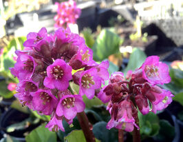 Бадан Еденс Дарк Марджин (Bergenia Eden`s Dark Margin) розсадакупити