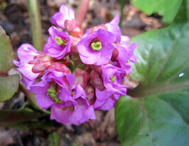 Бадан товстогіллястий Ротблюм (Bergenia cord.Rotblum) розсадакупити