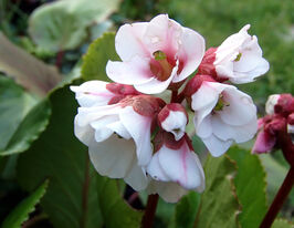 Бадан Брессінгем Вайт (Bergenia Bressingham White) розсадакупити
