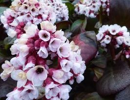 Бадан Бах (Bergenia Bach) розсадакупити
