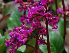 Бадан Овертуре (Bergenia Ouverture) розсадакупити