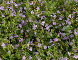 Каламінта котовникова (Calamintha nepeta) розсадакупити