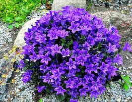 Дзвіночок Портеншлага (Campanula portenschlagiana) розсадакупити