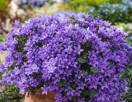 Дзвіночок Пожарського Стелла (Campanula Ctella) розсадакупити
