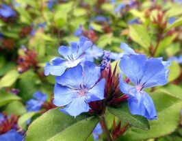 Цератостигма плюмбагоподібна (Ceratostigma plumbaginoides) розсадакупити