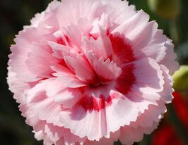 Гвоздика Дорис (Dianthus Doris) рассада купить