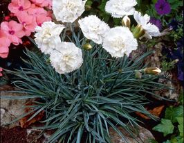 Гвоздика Хайтор (Dianthus Haytor) рассада купить