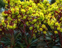 Эуфорбия (молочай) миндалевидный Пурпуреа (Euphorbia Purpurea) рассада купить