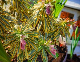 Еуфорбія (молочай) мигдалеподібний Ескот Рейнбоу (Euphorbia Ascot Rainbow) розсадакупити