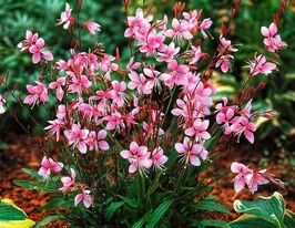 Гаура ліндхеймера Черрі Бренді (Gaura Cherry Brandy) розсадакупити