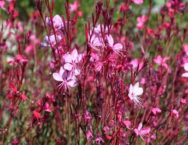 Гаура ліндхеймера Сискию Пінк (Gaura Siskiyou Pink) розсадакупити