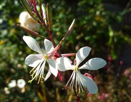 Гаура ліндхеймера Вірлінг Баттерфляйс (Gaura Whirling Butterflies) розсадакупити