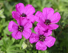 Герань попеляста Сабкалсенс (Geranium cin.Subcaulescens) розсадакупити