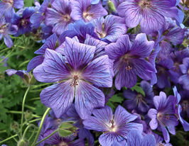 Герань Магнификум (Geranium Magnificum) рассада купить