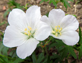 Герань Альбум (Geranium sanguineum Album) розсадакупити