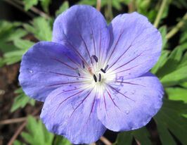 Герань Бруксайд (Geranium Brookside) розсадакупити
