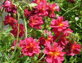 Солнцецвет Церизе Квинн (Helianthemum Cerise Queen) рассада купить