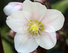 Морозник Нигер (Helleborus niger) розсадакупити