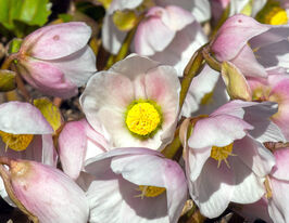 Морозник чорний Праекокс (Helleborus niger Praecox) розсадакупити