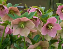 Морозник східний (Helleborus orientalis) розсадакупити