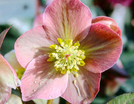 Морозник Баллард гібрид (Helleborus Ballard hybrids) розсадакупити