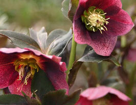 Морозник Ред Споттед (Helleborus Red Spotted) розсадакупити