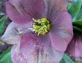 Морозник Блю Леді (Helleborus Blue Lady) розсадакупити