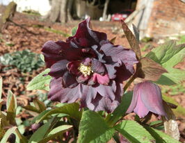 Морозник Пурпл Дабл (Helleborus Purple Double) розсадакупити