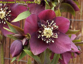 Морозник Прітті Еллен Ред (Helleborus Pretty Ellen Red) розсадакупити