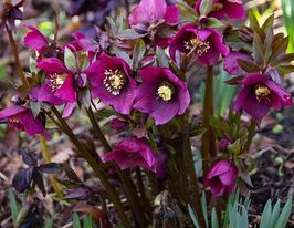 Морозник Прітті Еллен Пурпл (Helleborus Pretty Ellen Purple) розсадакупити